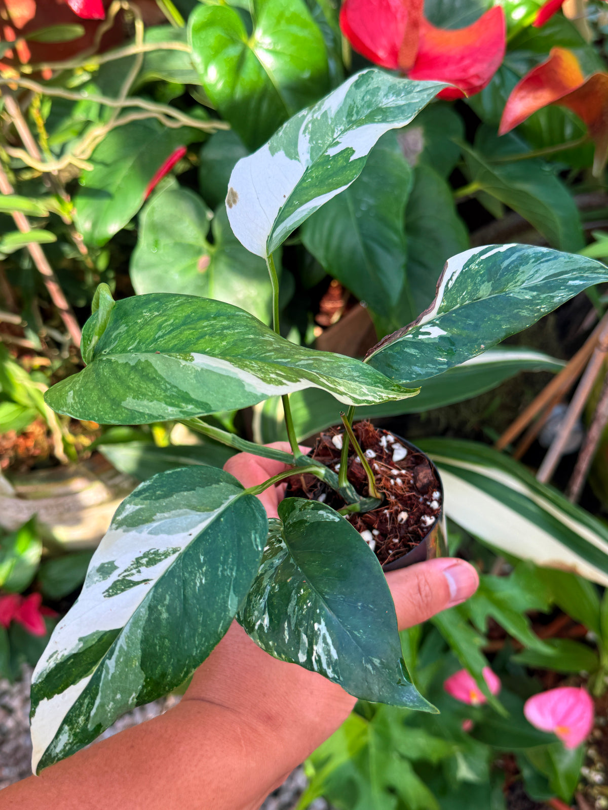 Epipremnum pinnatum 'Albo' V29