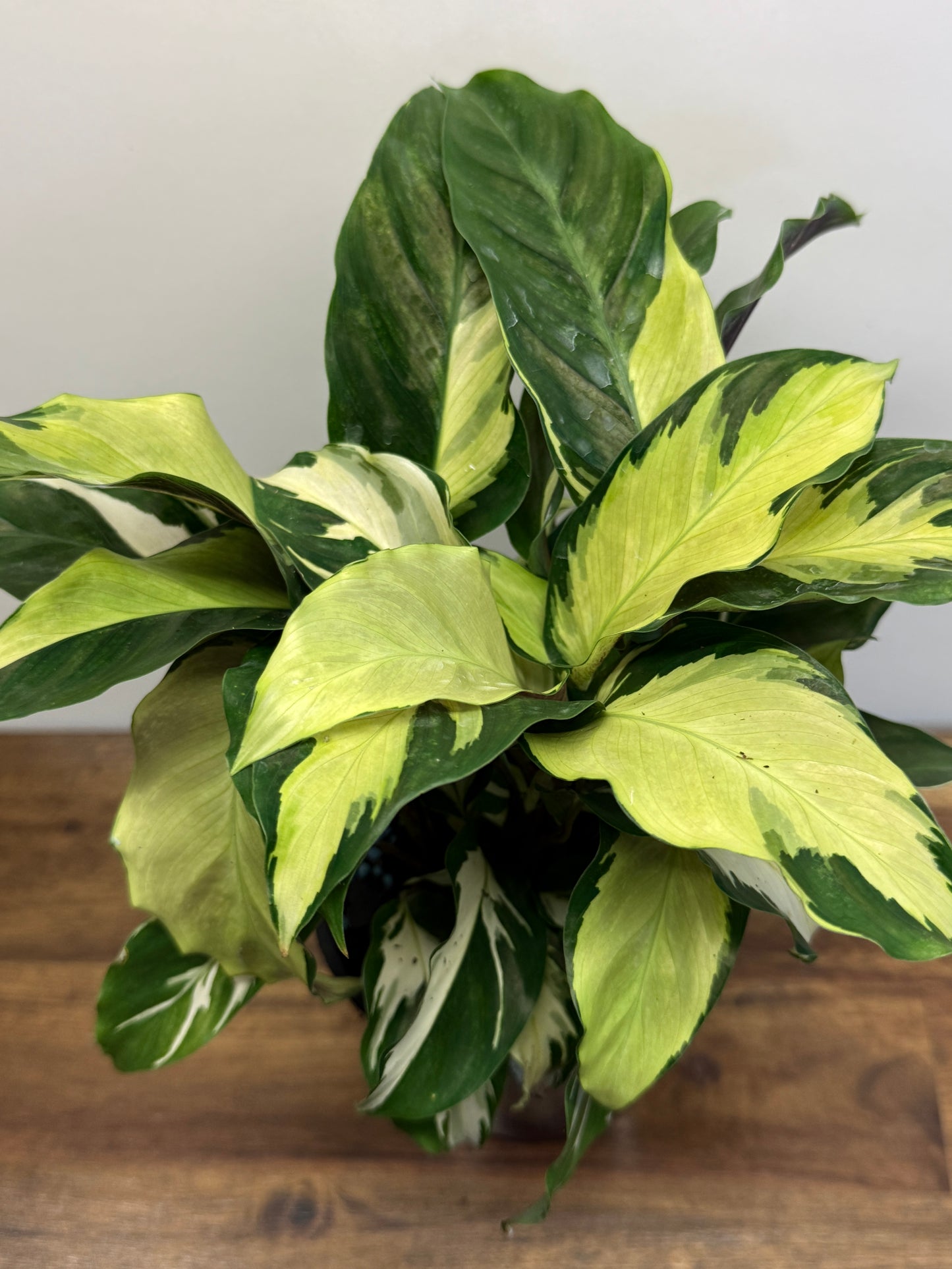 Calathea Thai Beauty Hybrid N1