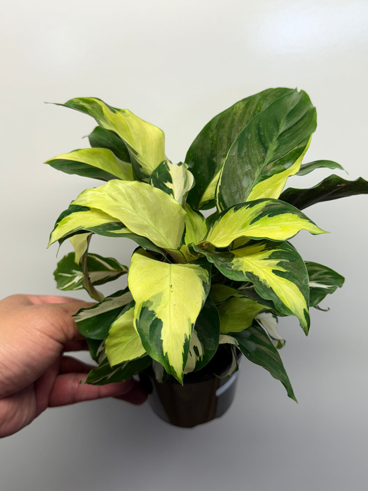 Calathea Thai Beauty Hybrid N1