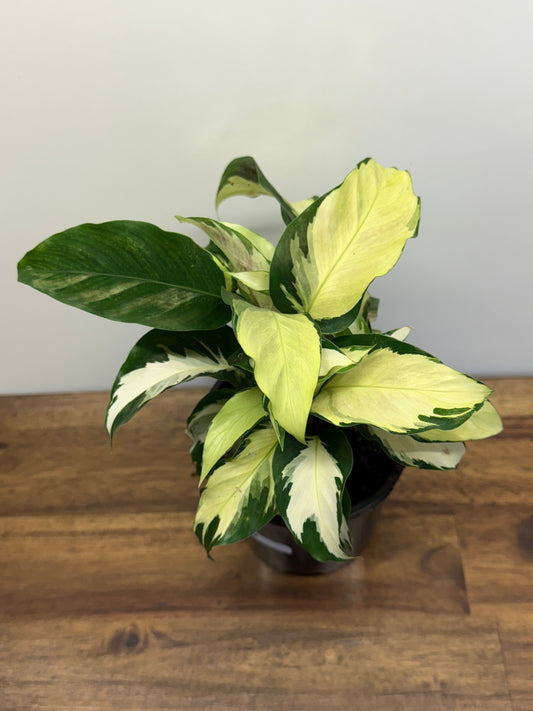 Calathea Thai Beauty Hybrid N2