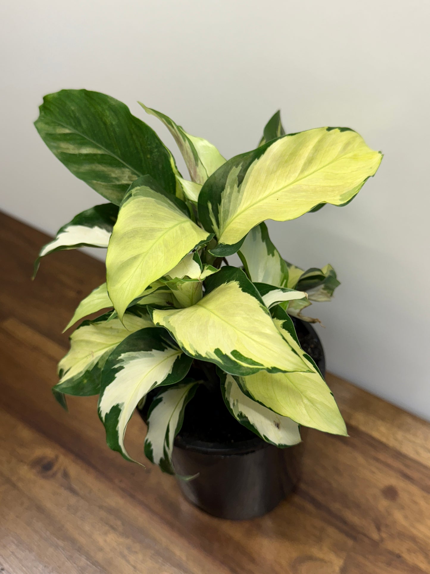 Calathea Thai Beauty Hybrid N2