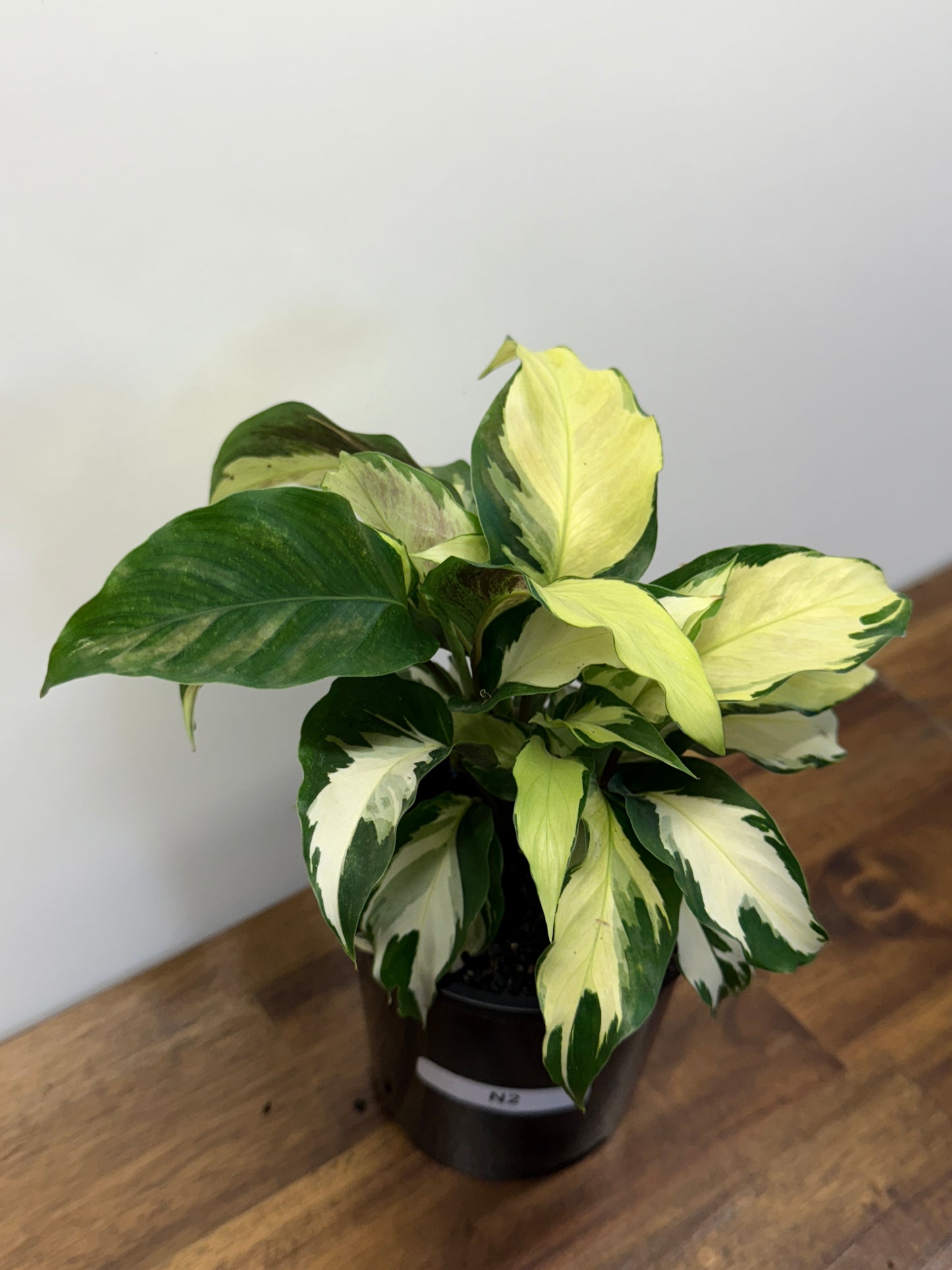 Calathea Thai Beauty Hybrid N2