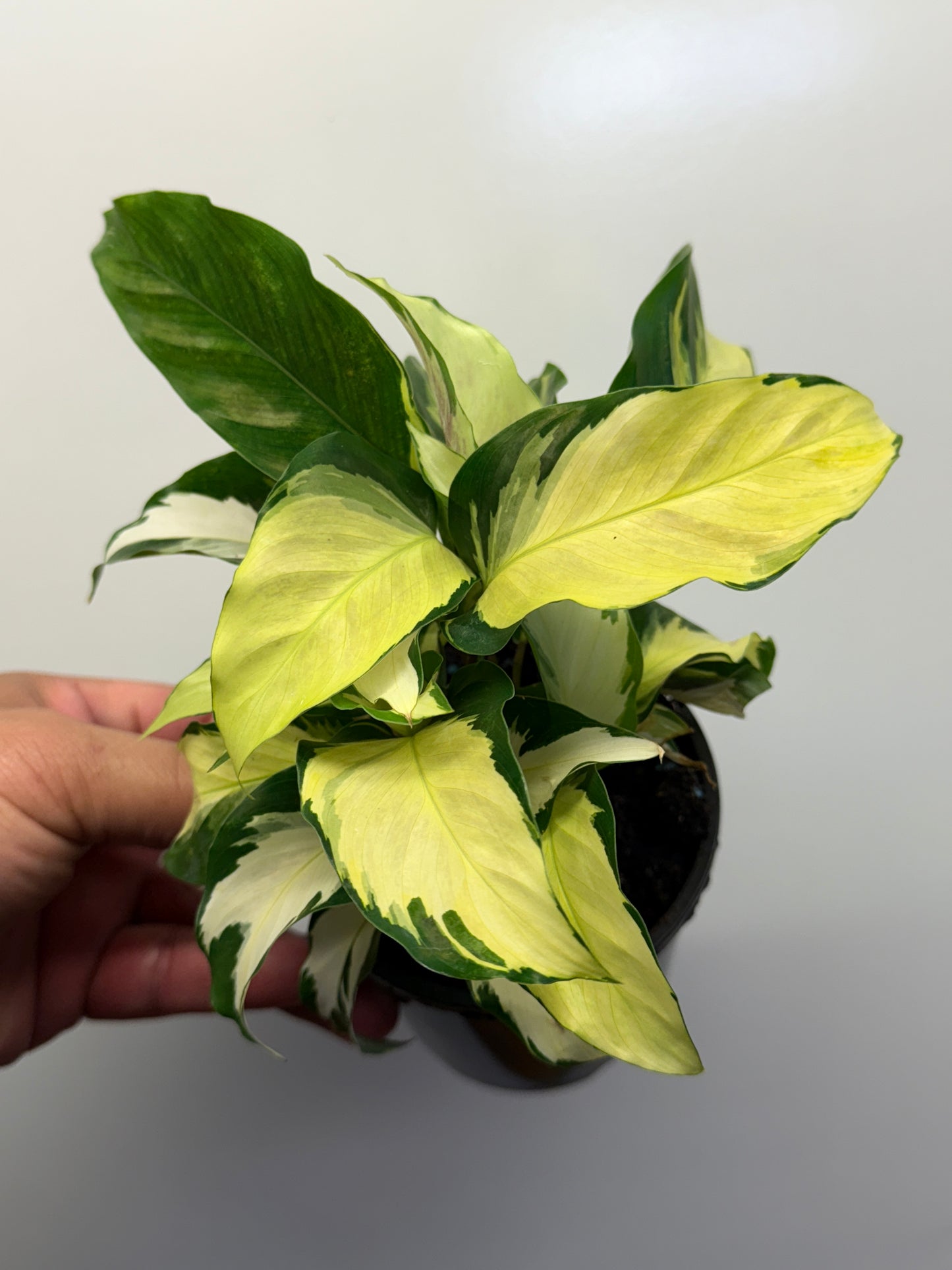 Calathea Thai Beauty Hybrid N2