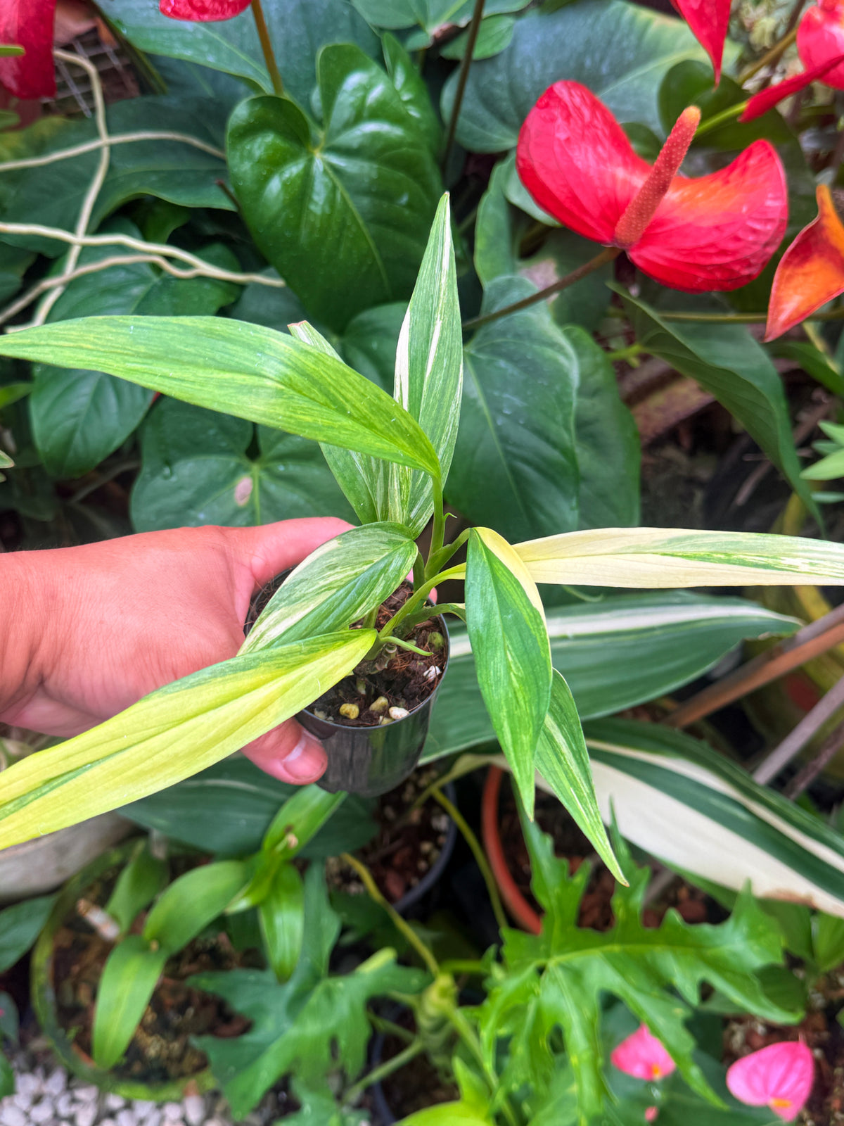 Epipremnum 'Amplissimum Albo' V28