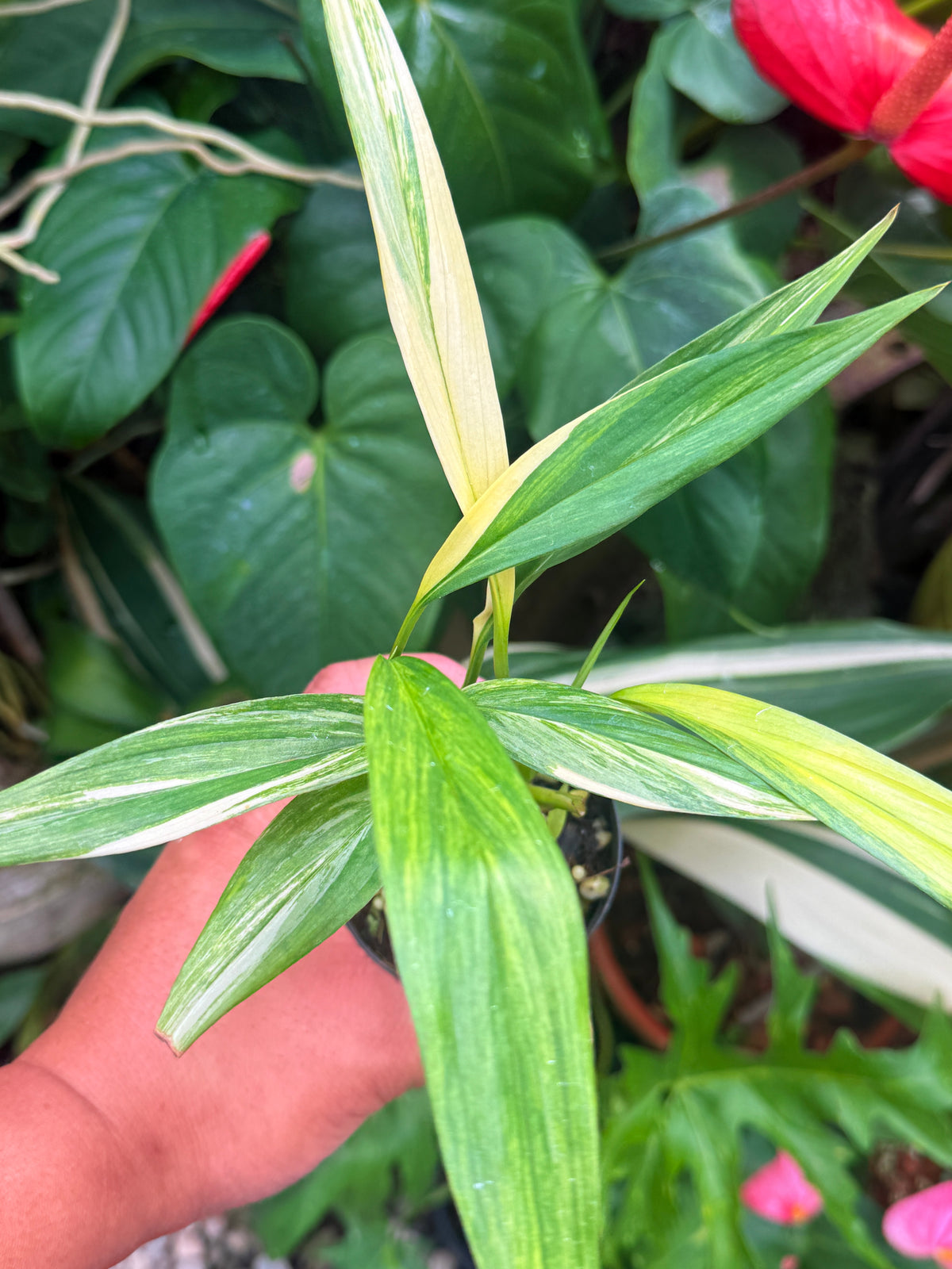 Epipremnum 'Amplissimum Albo' V28