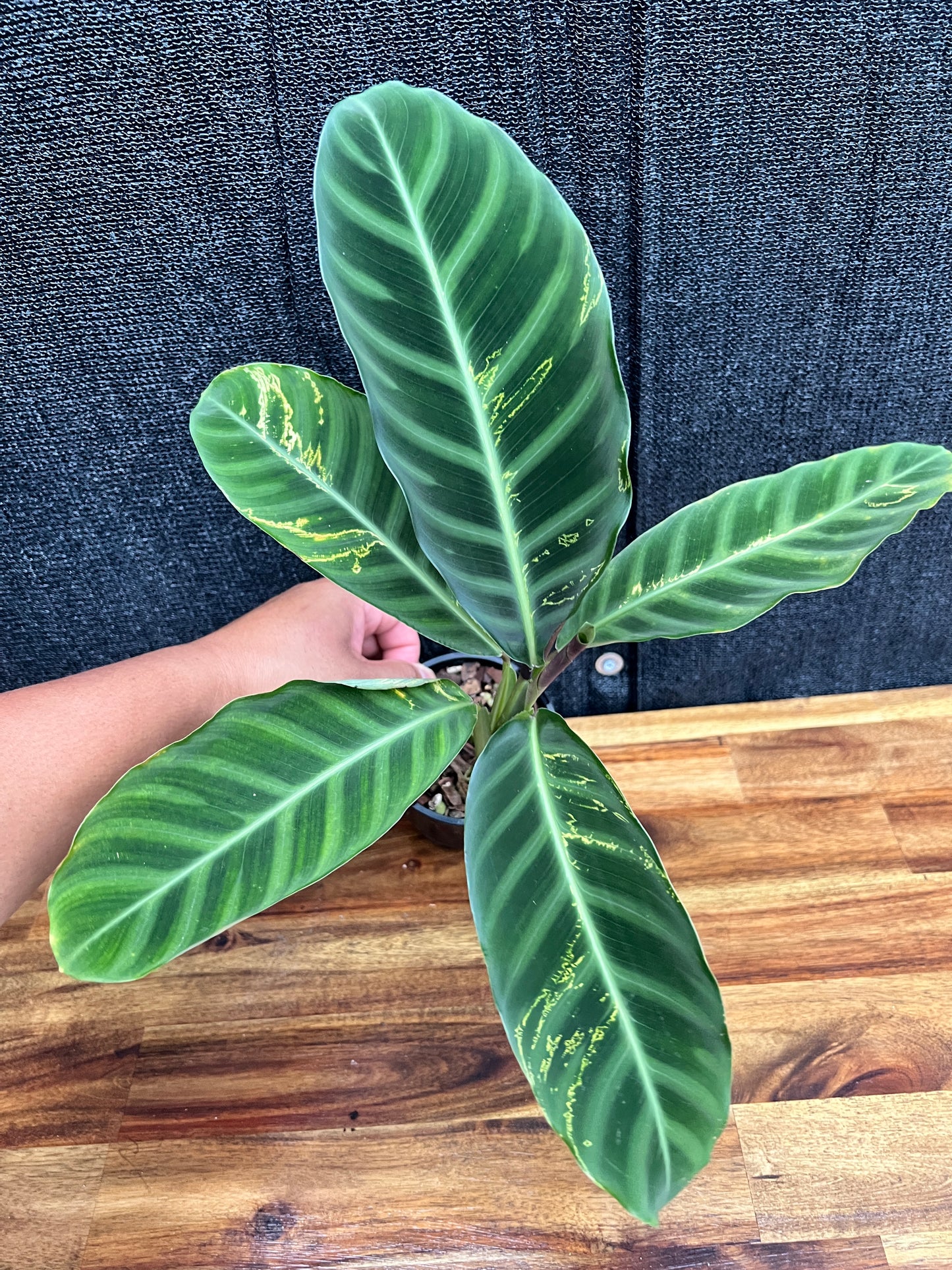 Calathea Zebrina 'Golden Lines' Q8