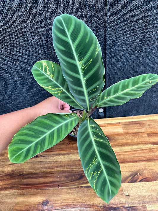 Calathea Zebrina 'Golden Lines' Q8