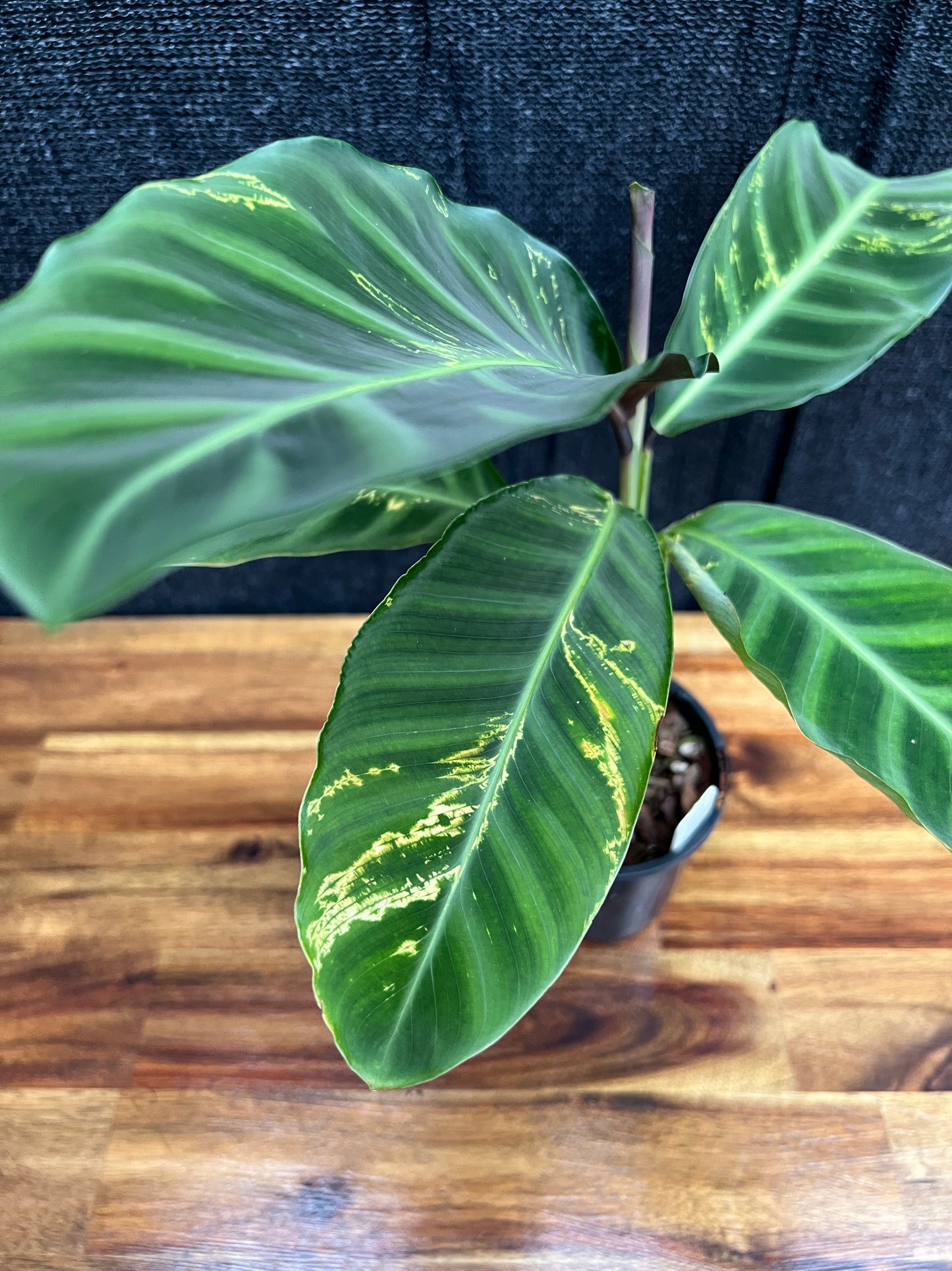 Calathea Zebrina 'Golden Lines' Q8