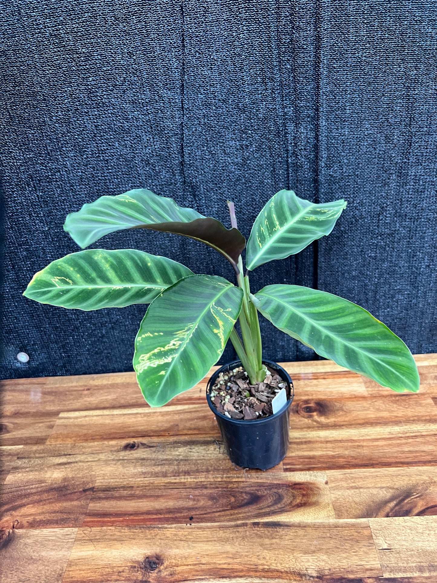 Calathea Zebrina 'Golden Lines' Q8