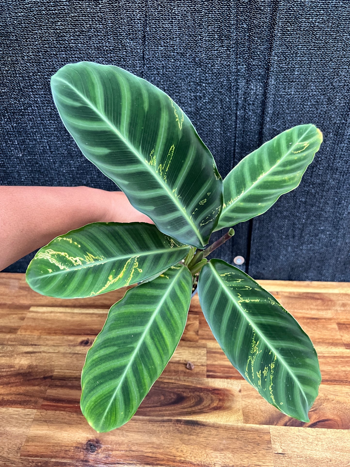 Calathea roseopicta Rosy Mini N4