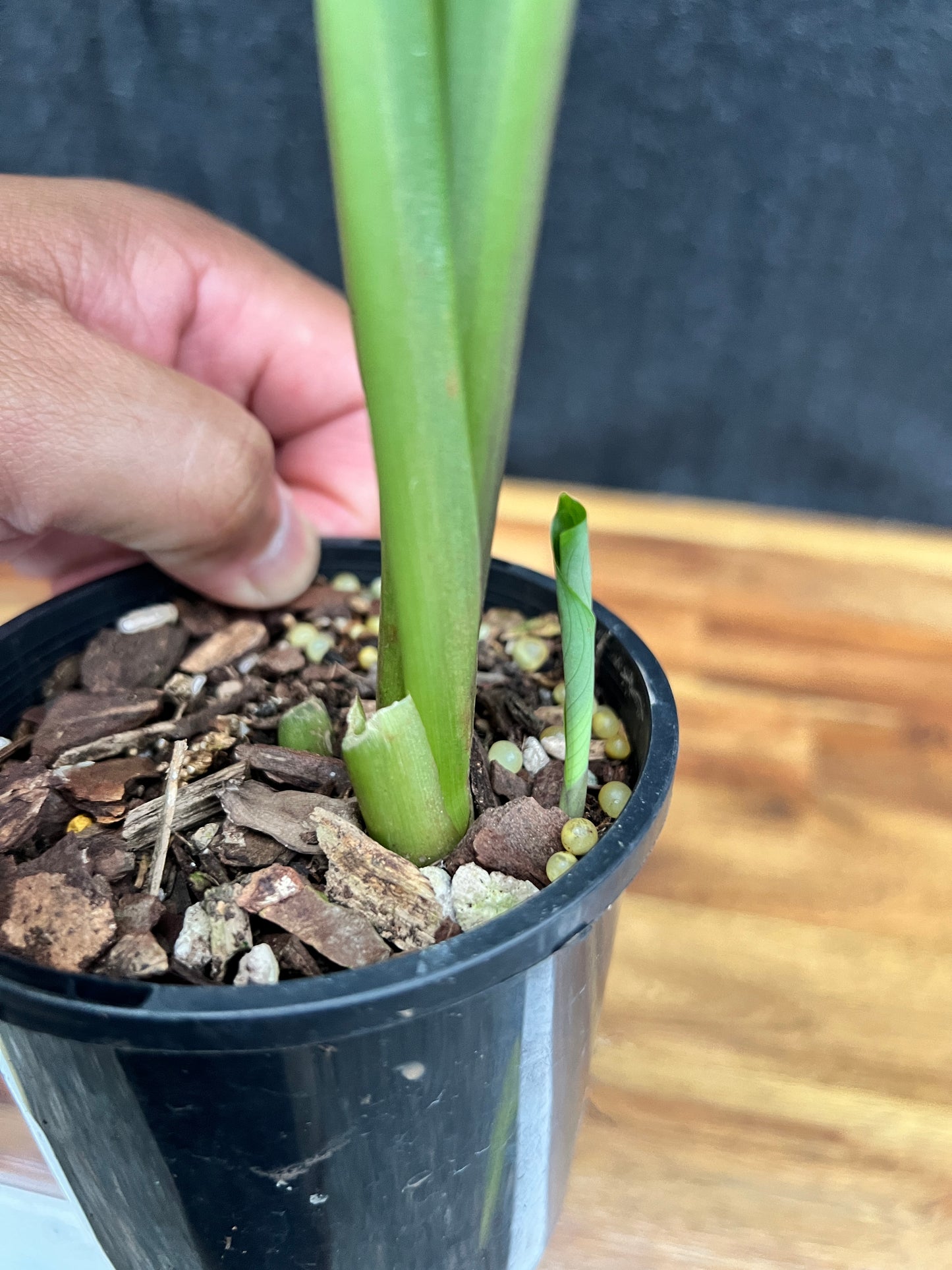 Calathea roseopicta Rosy Mini N4