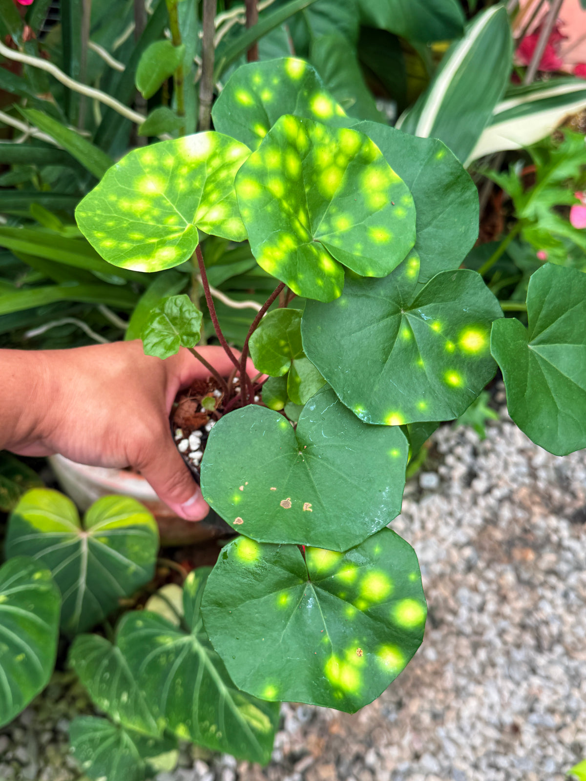 Farfugium japonicum 'Leopard Plant' V27
