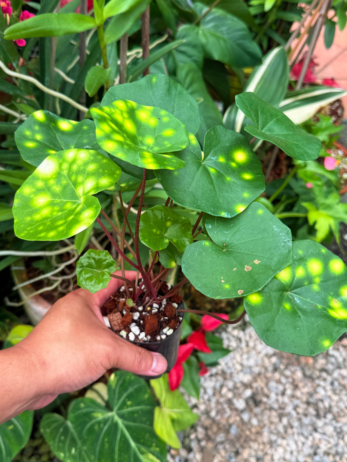 Farfugium japonicum 'Leopard Plant' V27