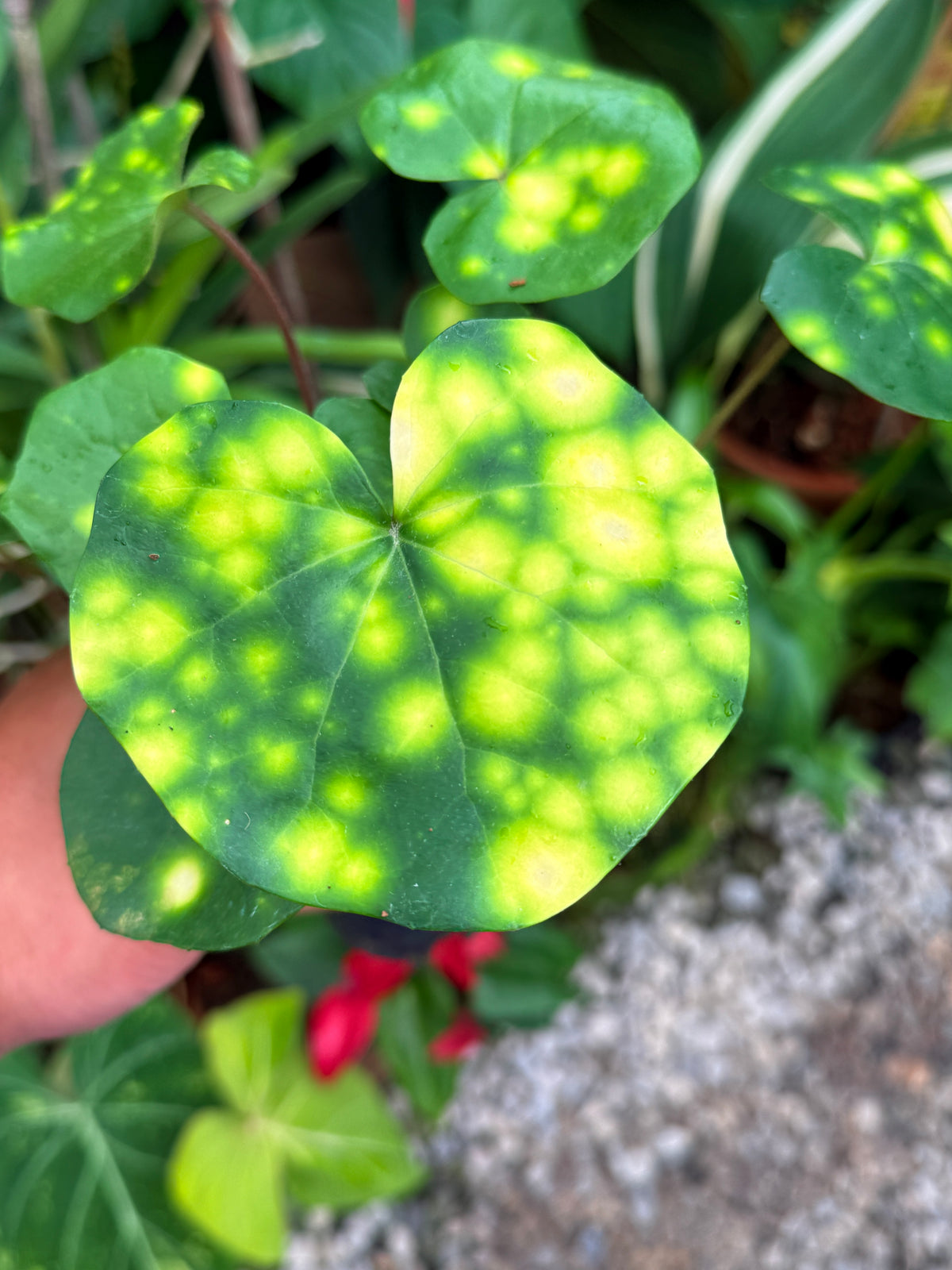 Farfugium japonicum 'Leopard Plant' V26