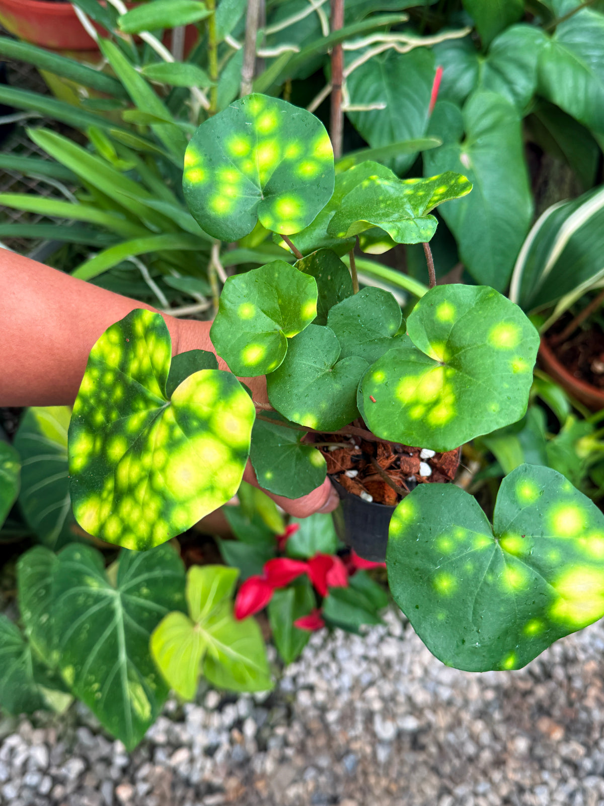 Farfugium japonicum 'Leopard Plant' V26