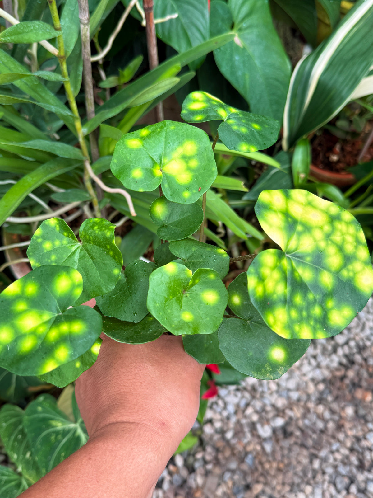 Farfugium japonicum 'Leopard Plant' V26