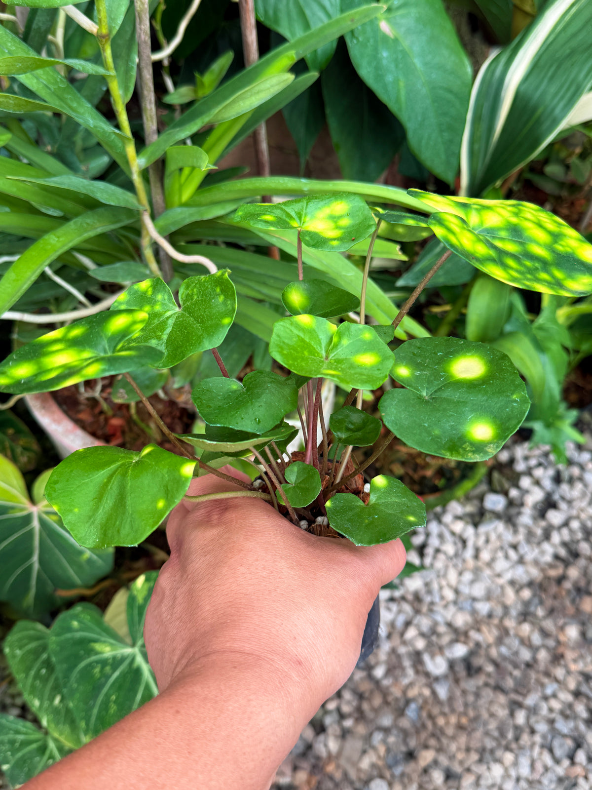 Farfugium japonicum 'Leopard Plant' V26