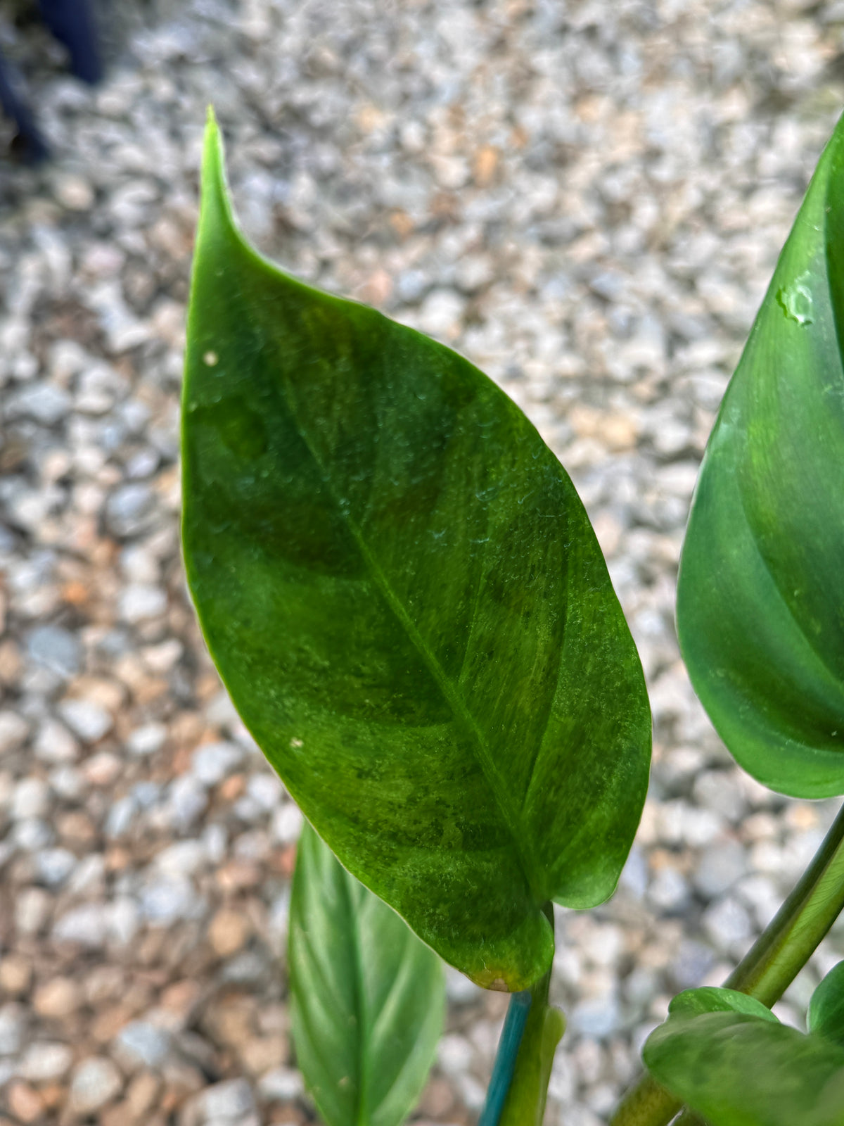 Philodendron 'Subhastum Variegated' R83