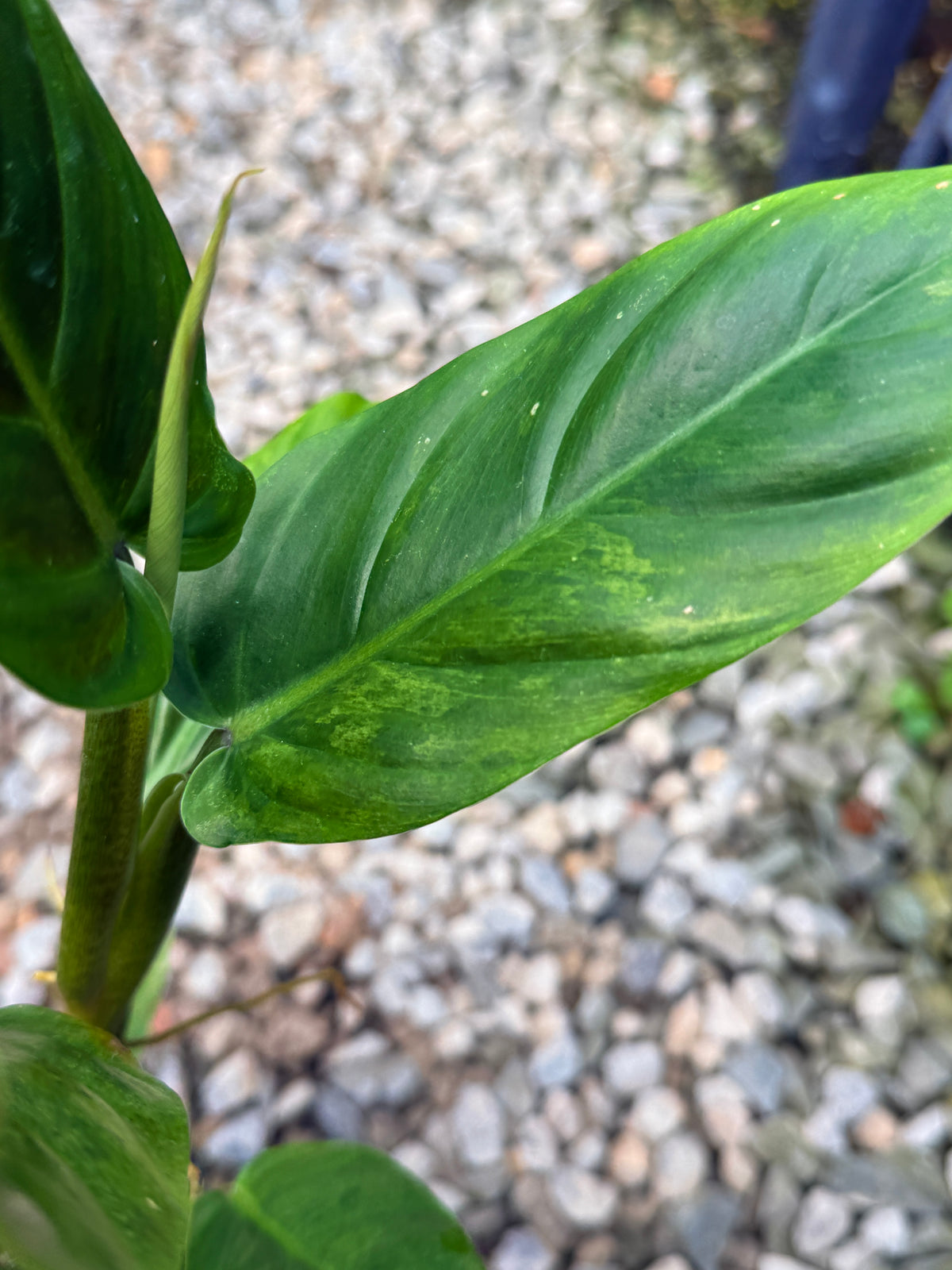Philodendron 'Subhastum Variegated' R83