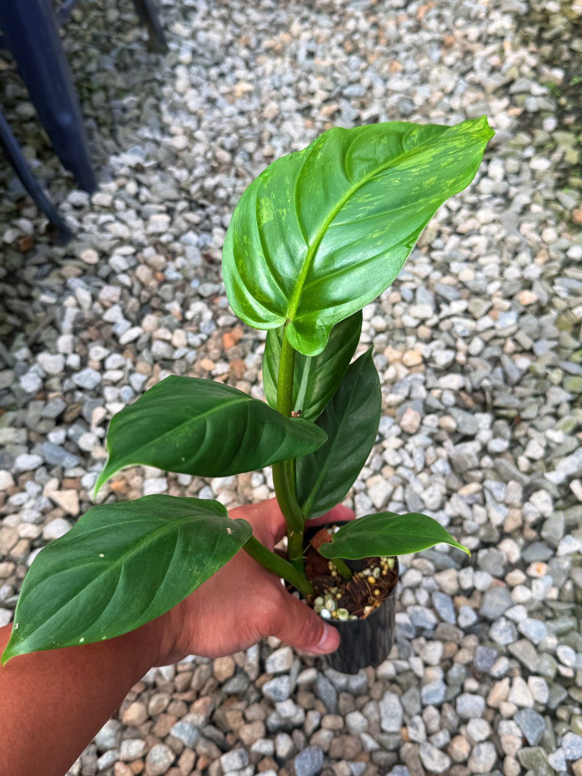 Philodendron 'Subhastum Variegated' S42