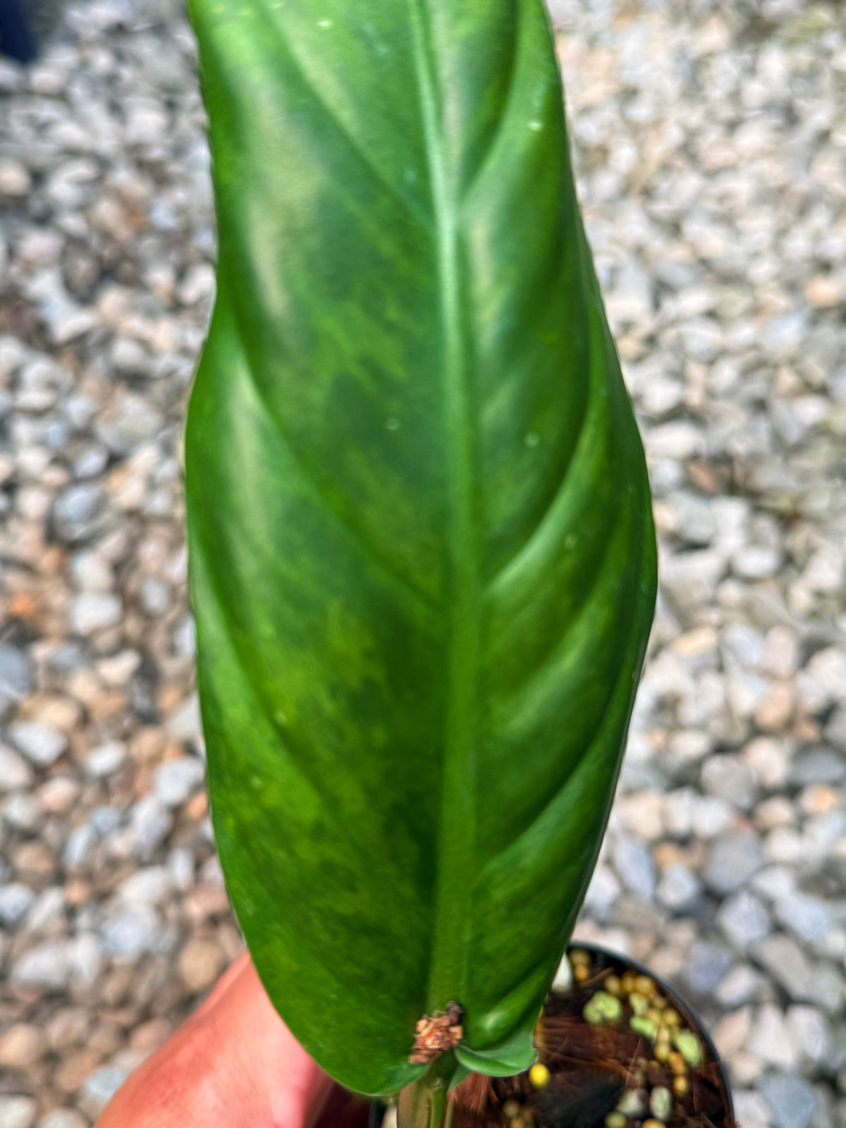 Philodendron 'Subhastum Variegated' S42