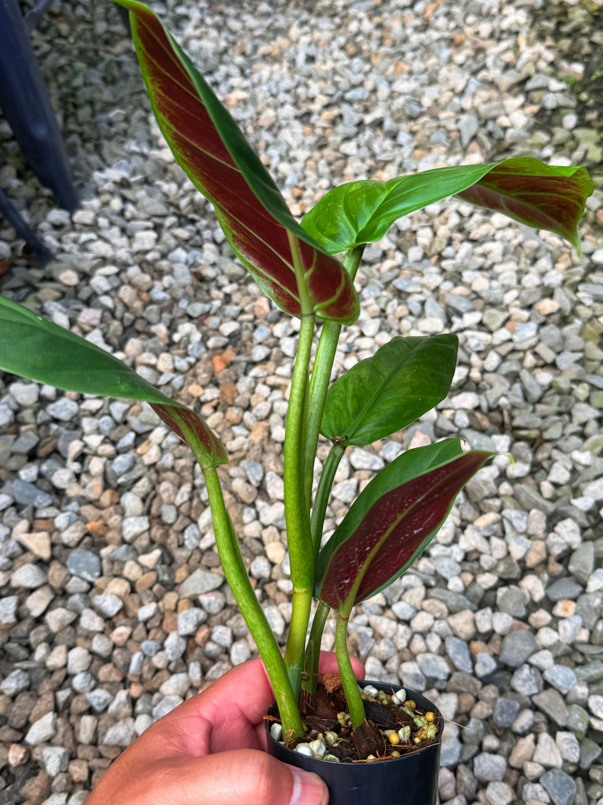 Philodendron 'Subhastum Variegated' S42