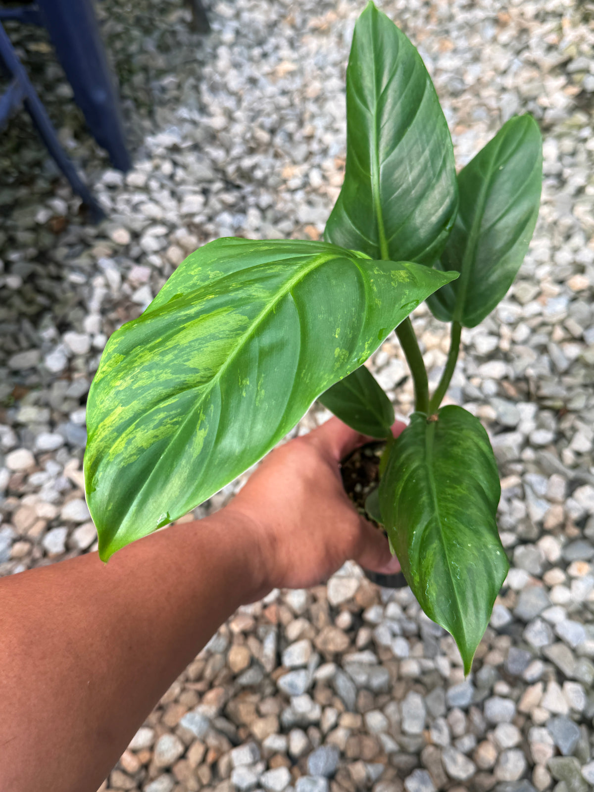 Philodendron 'Subhastum Variegated' S42