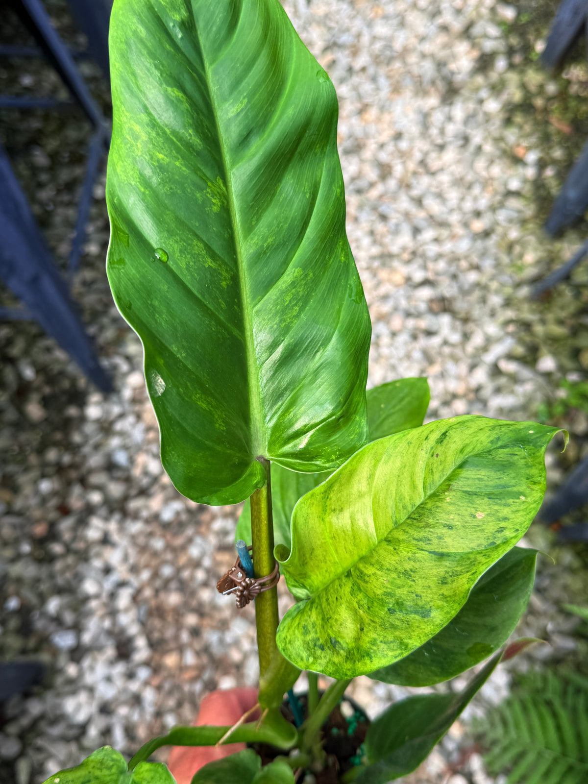 Philodendron 'Subhastum Variegated' - Highly Variegate R78
