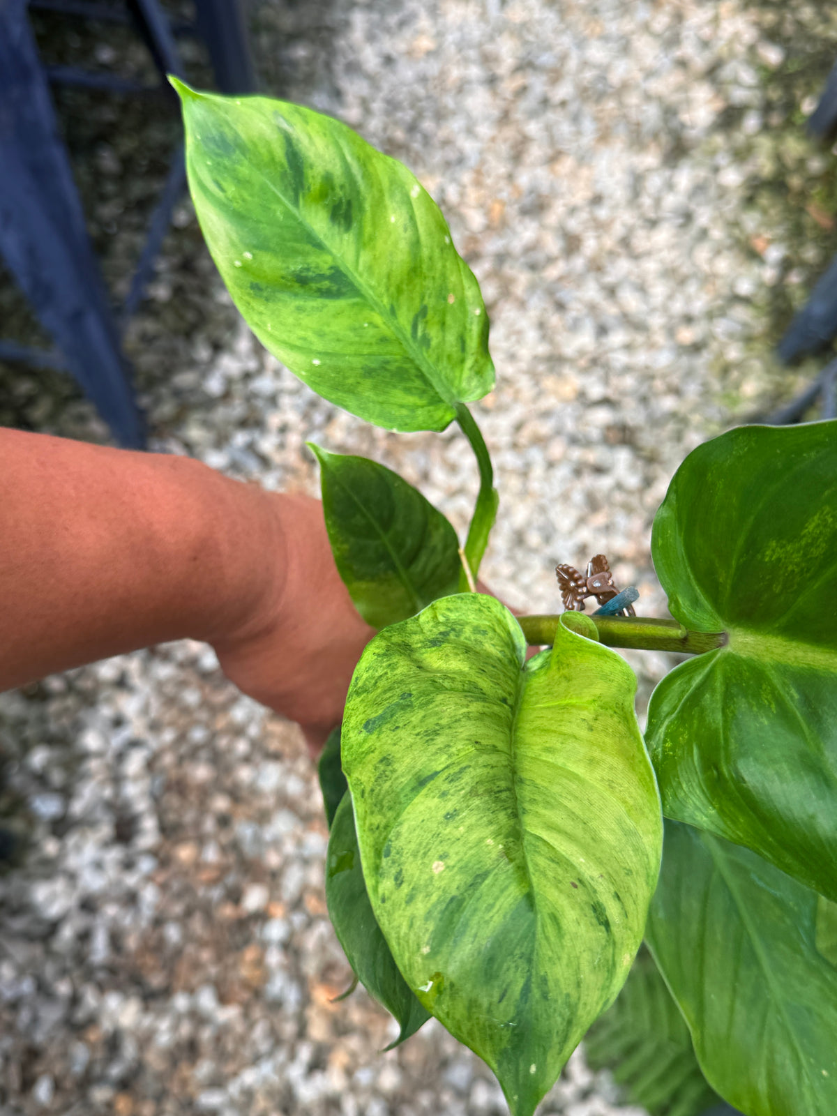 Philodendron 'Subhastum Variegated' - Highly Variegate R78