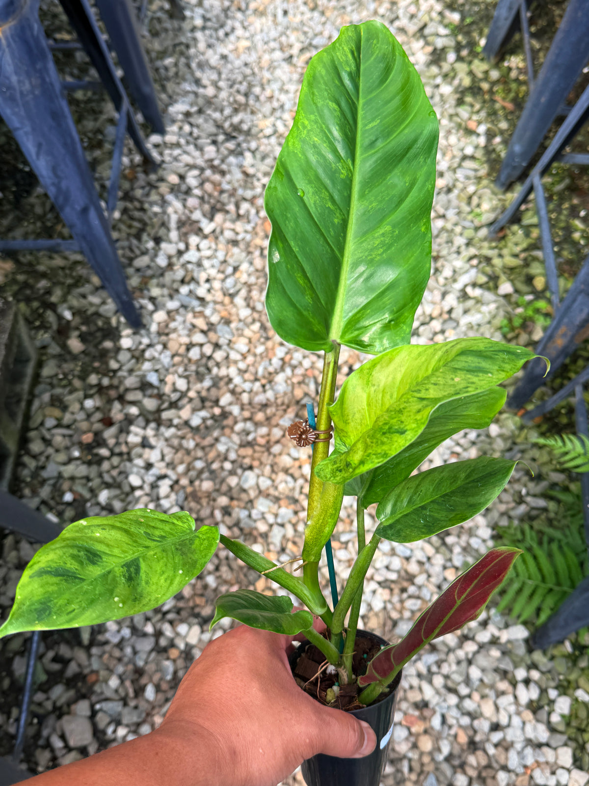Philodendron 'Subhastum Variegated' - Highly Variegate R78