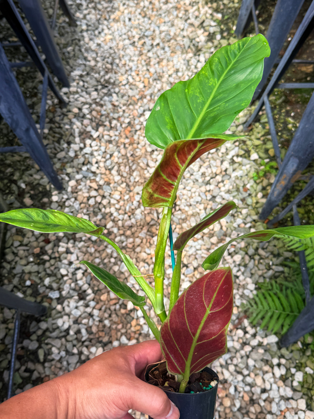 Philodendron 'Subhastum Variegated' - Highly Variegate R78
