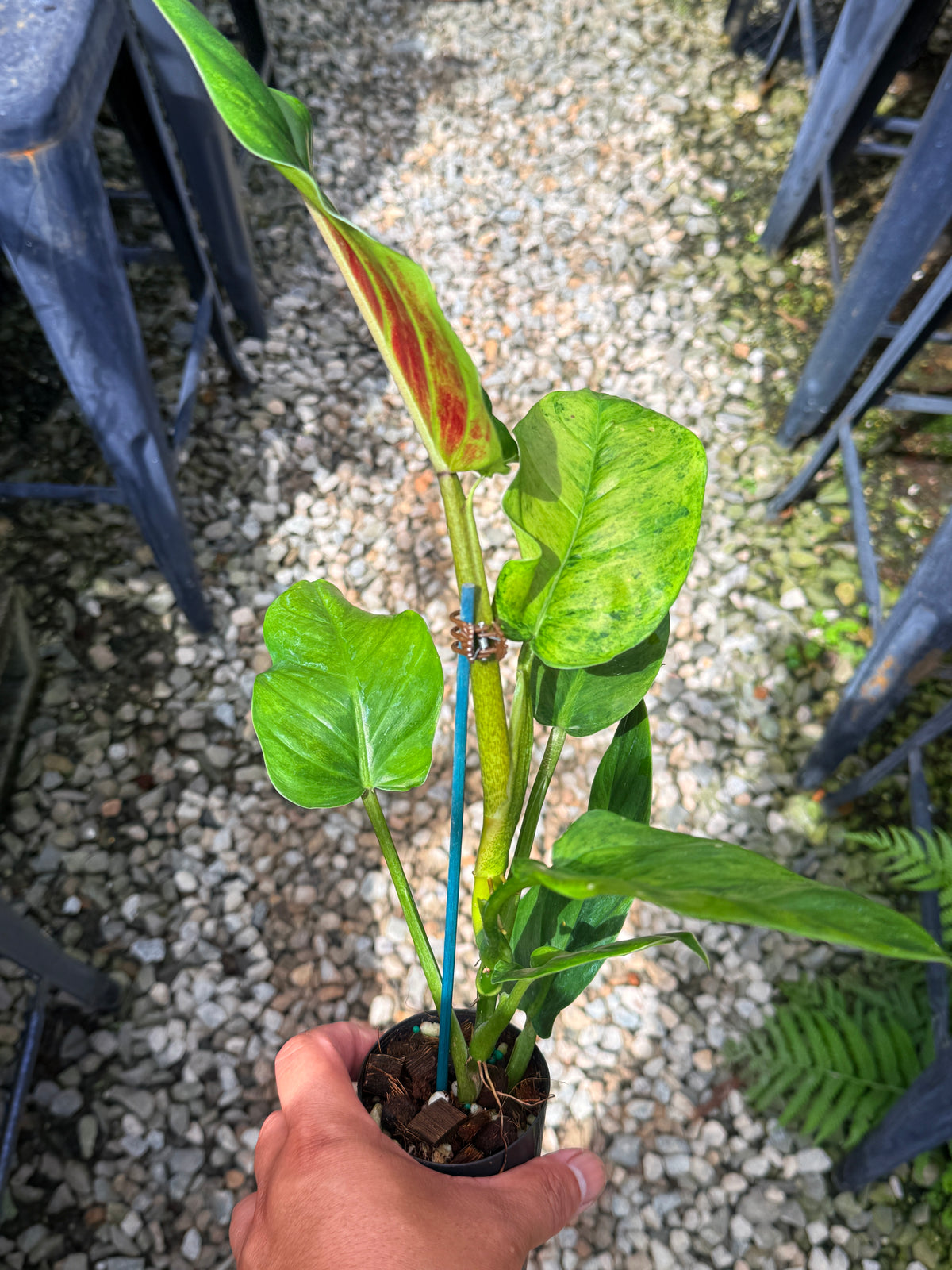 Philodendron 'Subhastum Variegated' - Highly Variegate R78