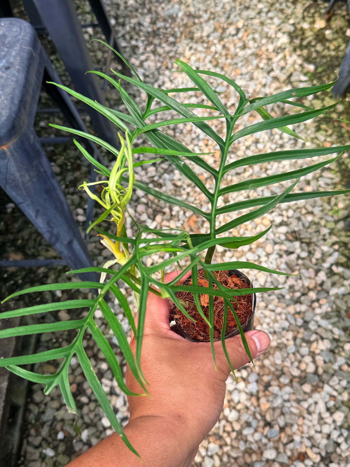 Philodendron 'Tortum' V18