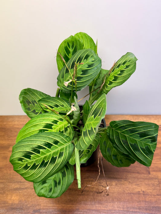 Maranta Leuconeura Lemon Lime N10