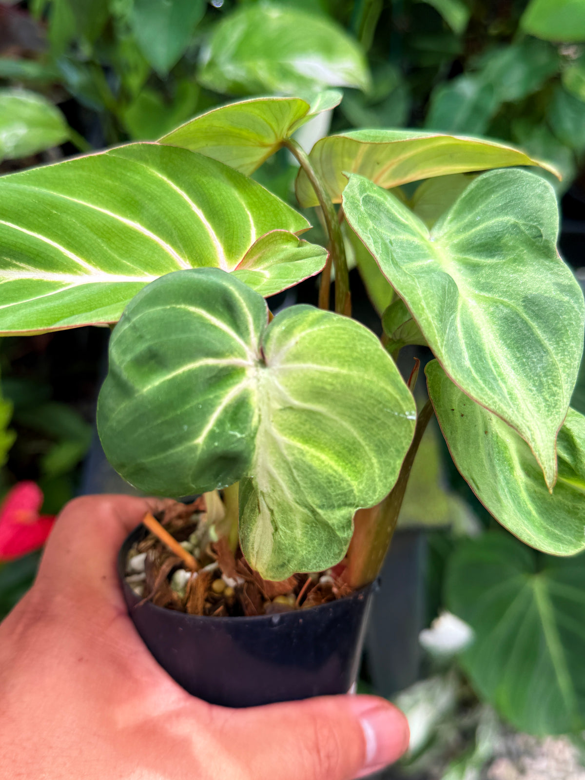 Philodendron 'Tinker Belle' I49