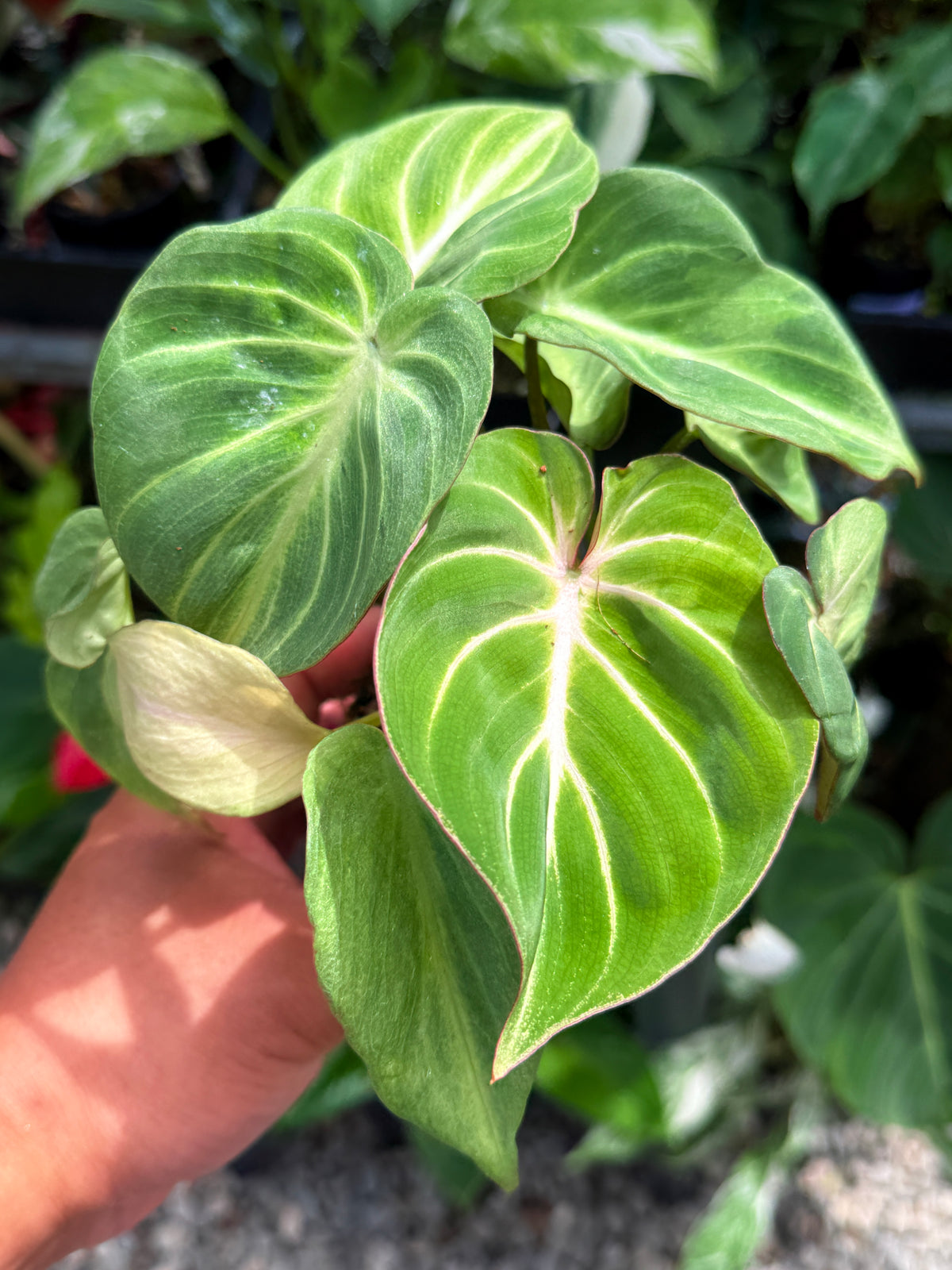 Philodendron 'Tinker Belle' I49