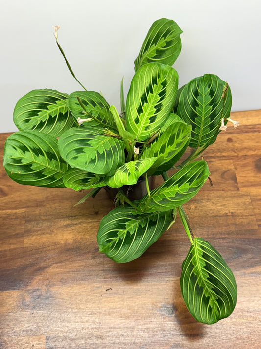 Maranta Leuconeura Lemon Lime N11