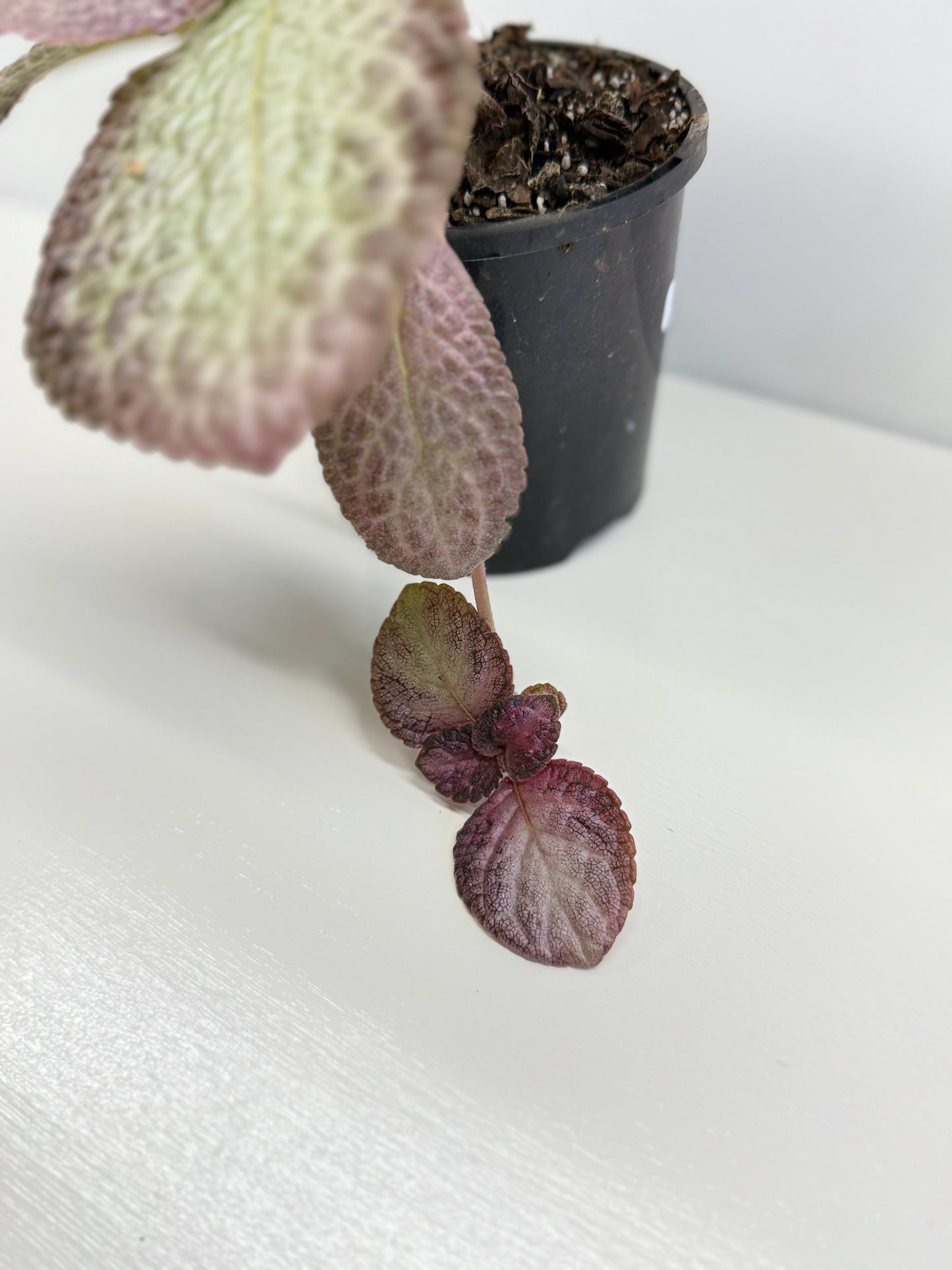 Episcia Cleopatra U83