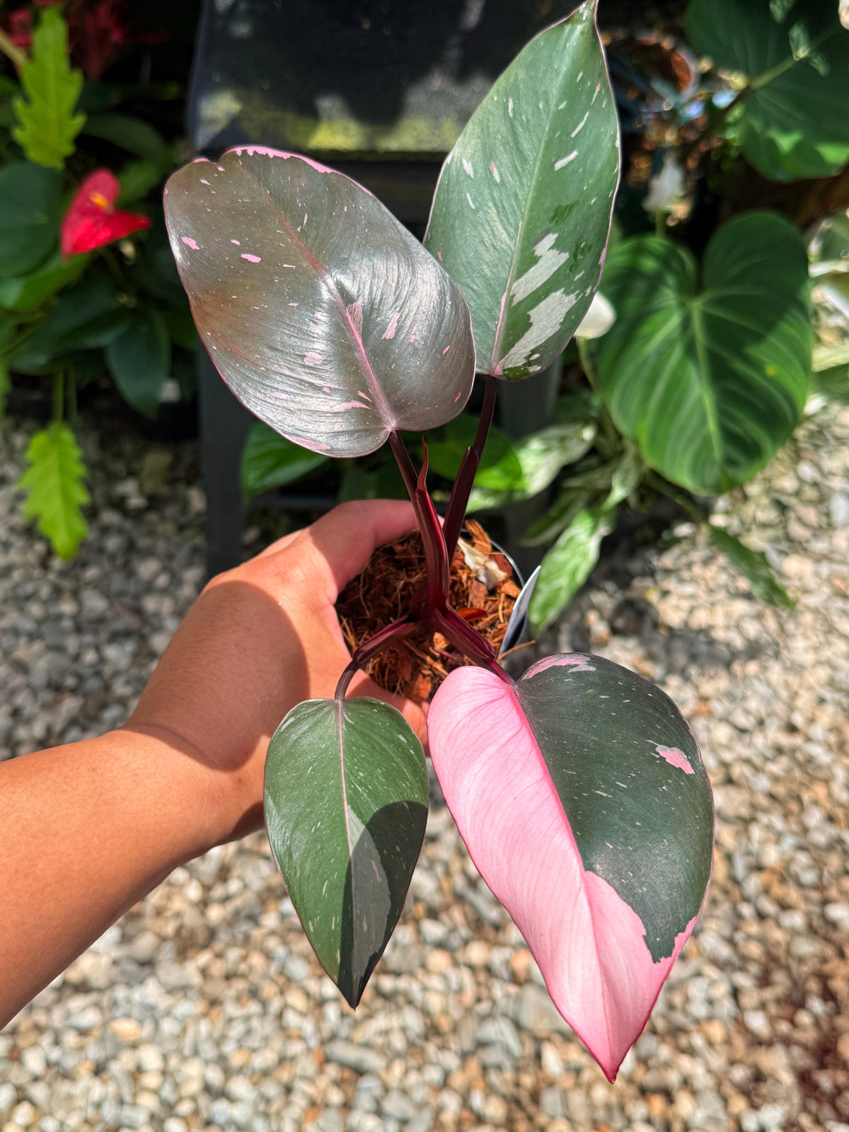Philodendron 'Pink Princess' V15