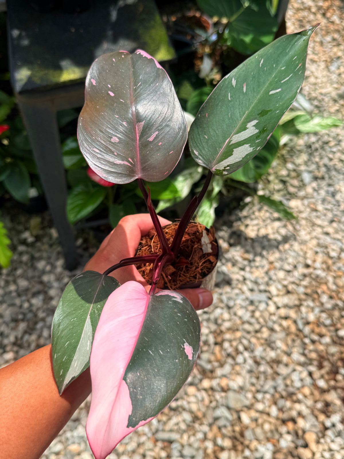 Philodendron 'Pink Princess' V15
