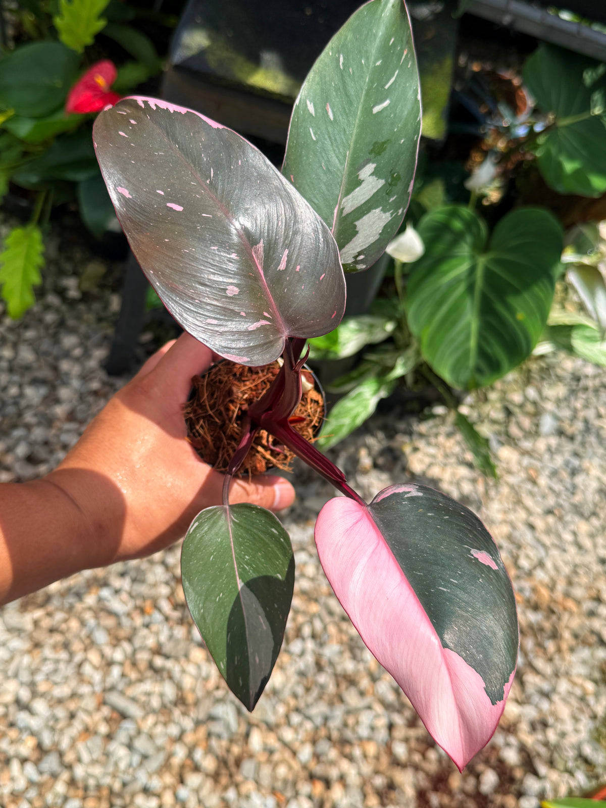 Philodendron 'Pink Princess' V15