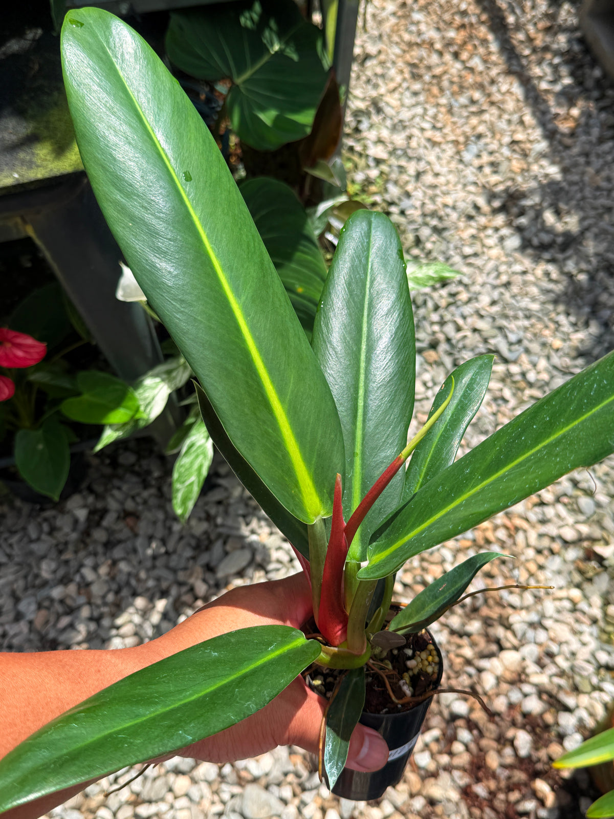 Philodendron Linnaei - LARGE M23