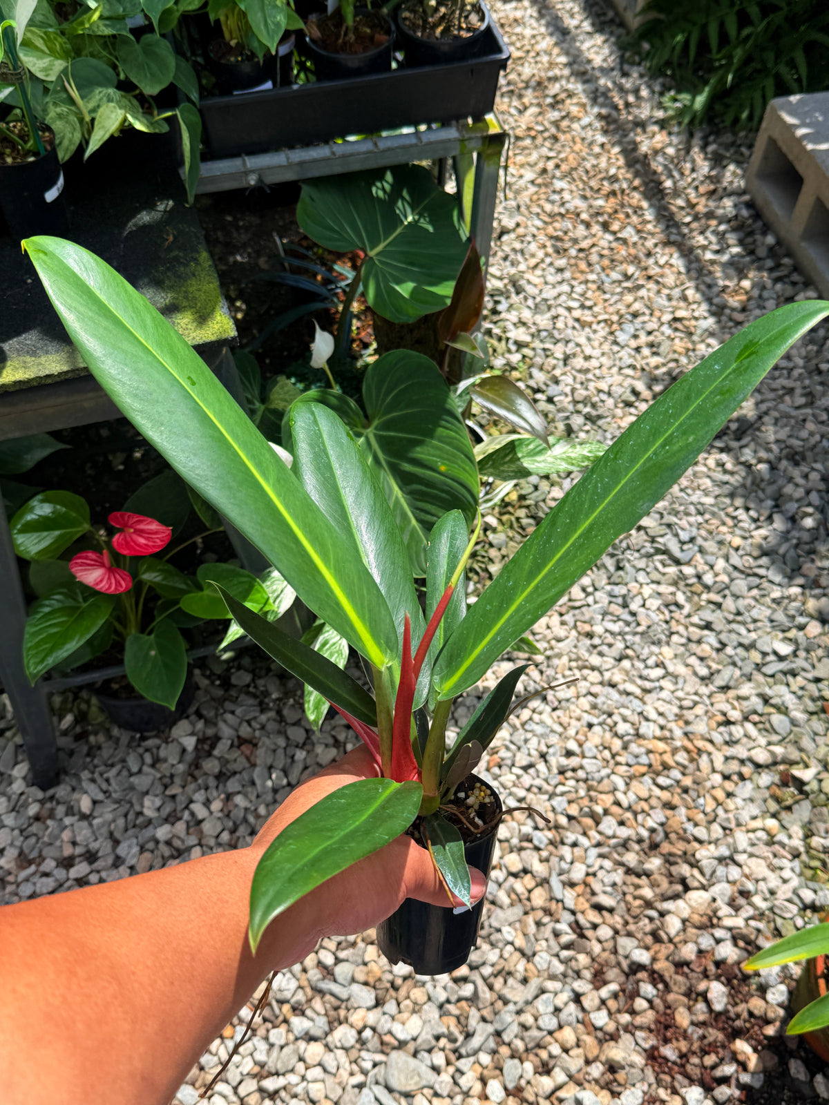 Philodendron Linnaei - LARGE M23