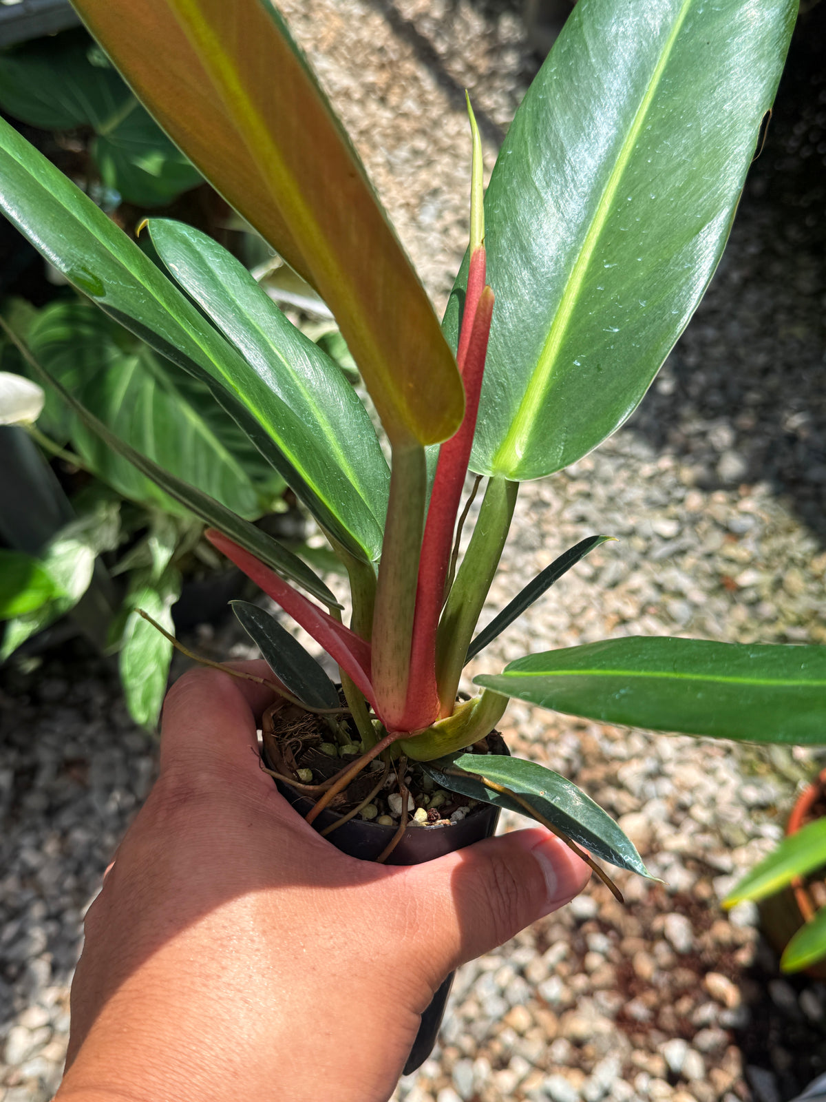 Philodendron Linnaei - LARGE M23