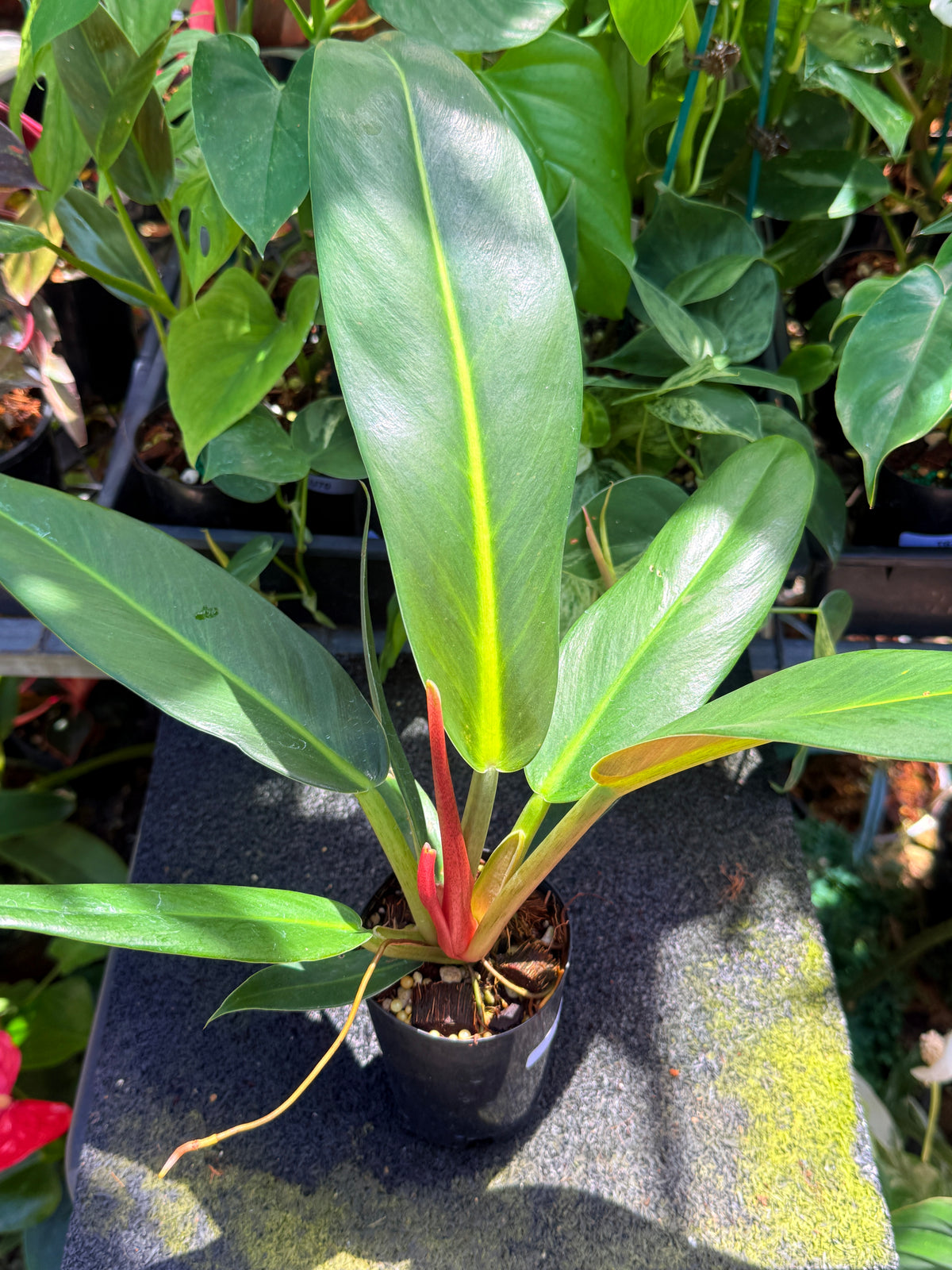 Philodendron Linnaei - LARGE V12