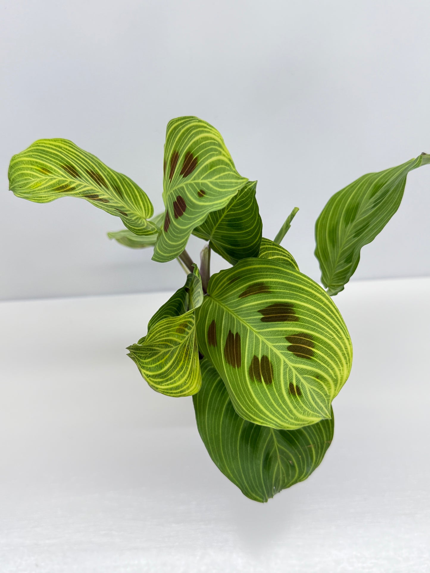 Maranta Kerchoveana Light Veins - Rarely Offered V7