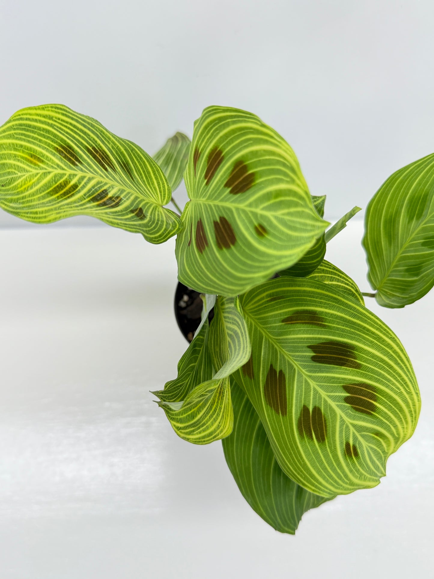 Maranta Kerchoveana Light Veins - Rarely Offered V7