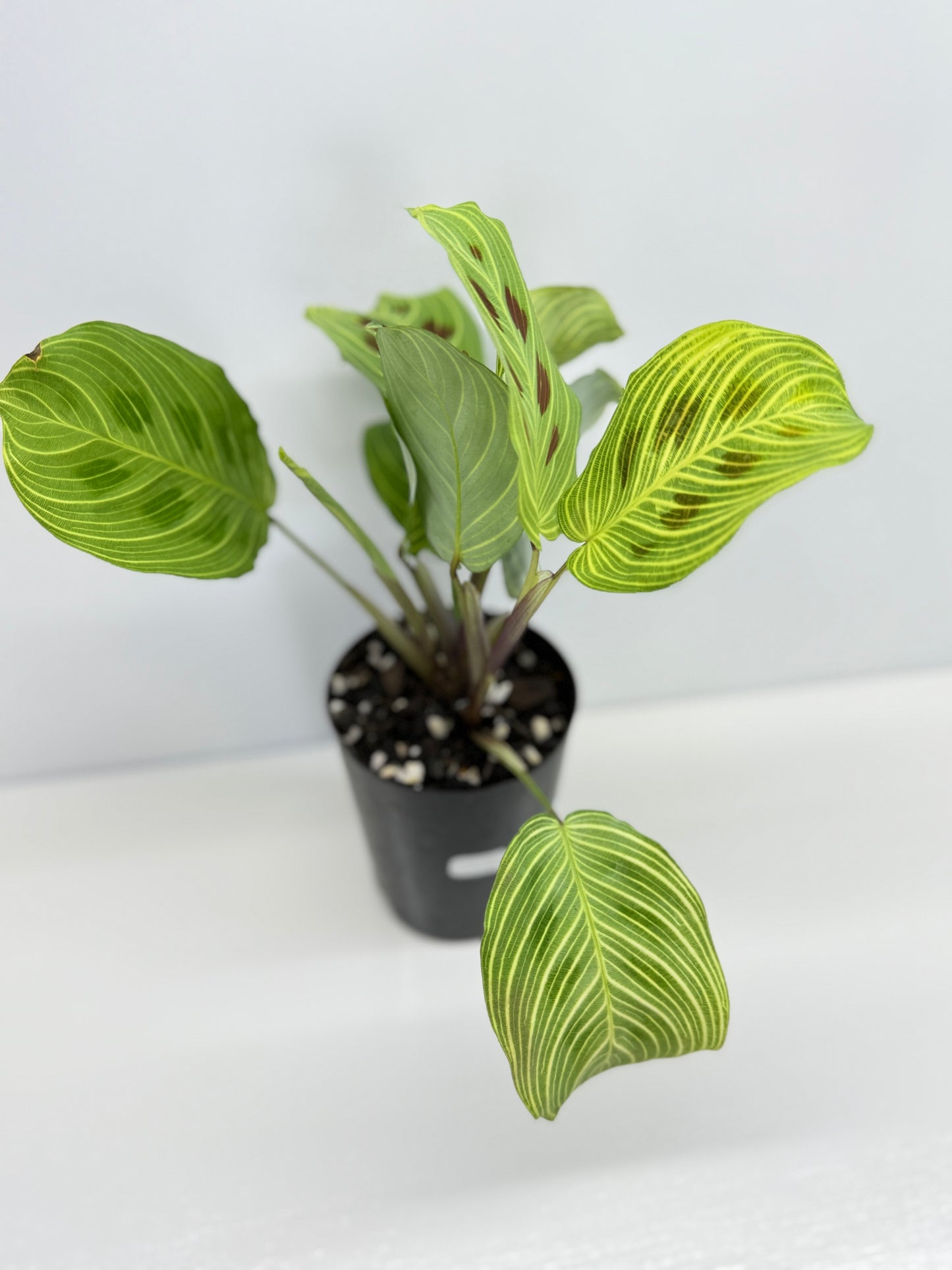 Maranta Kerchoveana Light Veins - Rarely Offered V7