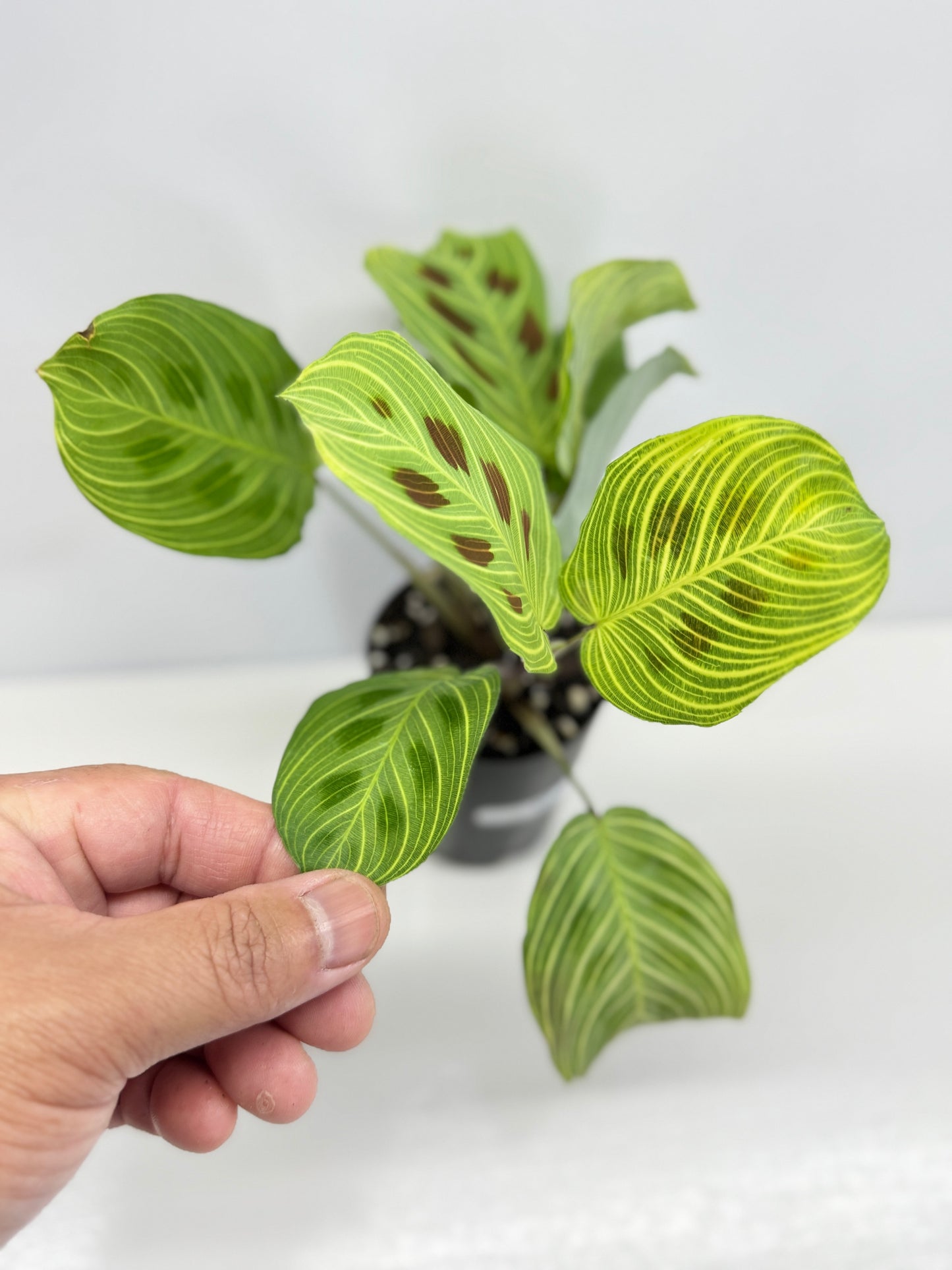 Maranta Kerchoveana Light Veins - Rarely Offered V7