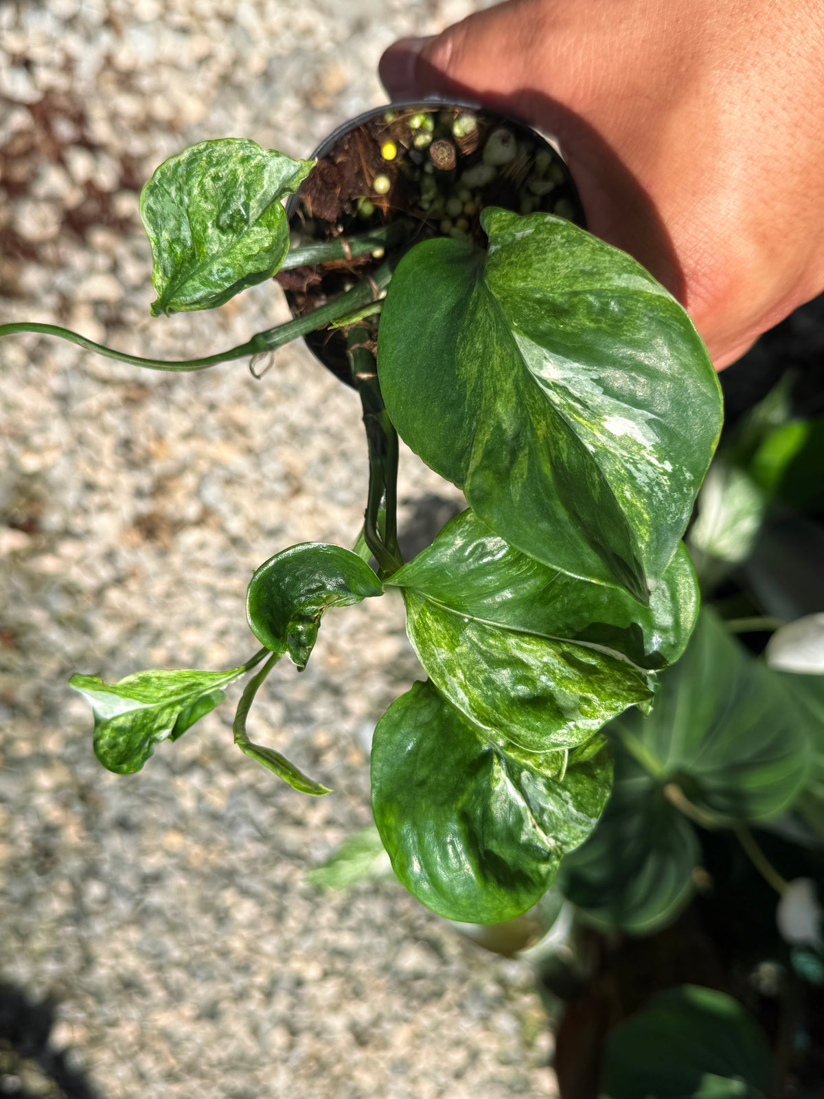 Epipremnum Sp. 'Bali Hanoman' NONTC Q42